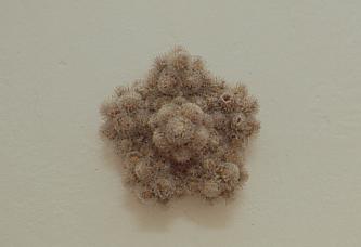 Christiane Löhr, Piccola stella, 1998, bardana, cm 11x11x6   
