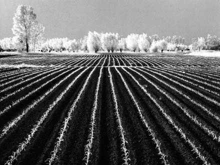 Sogni di prosperità Morsano al Tagliamento, 1985
