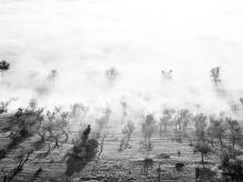 Nebbia nell'oliveto, Assisi, 1958, Elio Ciol - Irma Bianchi Comunicazione